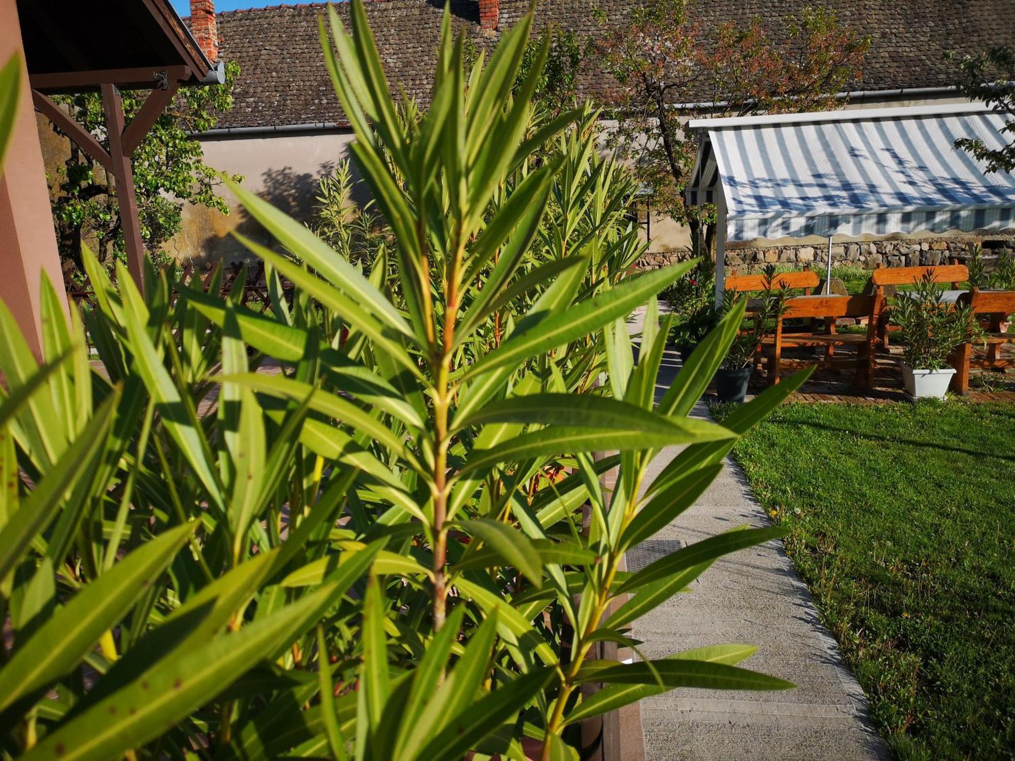 Ferienwohnung Turul -Kuca Za Odmor- Korod Zimmer foto